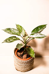 Aglaonema x variegata "Siam Jade"